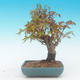 Shohin - Javor-Acer palmatum - 4/6