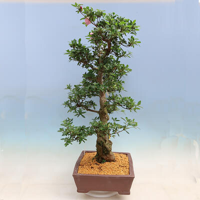Vonkajší bonsai - Japonská azalka SATSUKI-Azalea BYAKUREN - 4