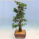 Vonkajší bonsai - Japonská azalka SATSUKI-Azalea BYAKUREN - 4/6