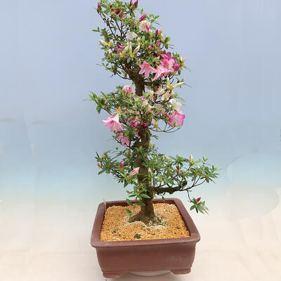 Vonkajší bonsai - Japonská azalka SATSUKI- Azalea KINSHO - 4