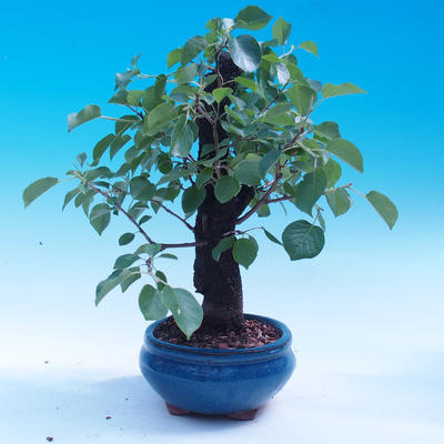 Vonkajšie bonsai -Mahalebka - Prunus mahaleb - 4