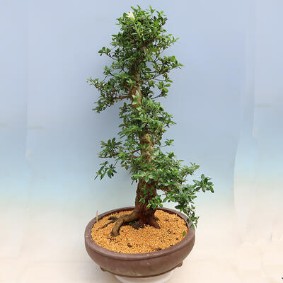 Vonkajší bonsai - Japonská azalka SATSUKI- Azalea SHUSHUI - 4