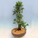 Vonkajší bonsai - Japonská azalka SATSUKI- Azalea SHUSHUI - 4/6