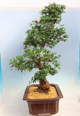 Vonkajší bonsai - Japonská azalka SATSUKI-Azalea BEYAKUREN - 4