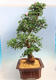 Vonkajší bonsai - Japonská azalka SATSUKI-Azalea BEYAKUREN - 4/6