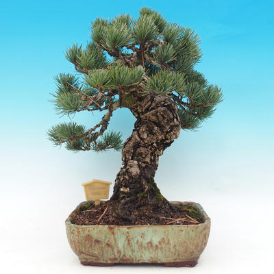 Vonkajšie bonsai - Borovica parviflora - Borovica drobnokvetá - 4