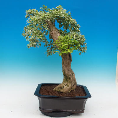 Izbová bonsai - Durant variegata - 4