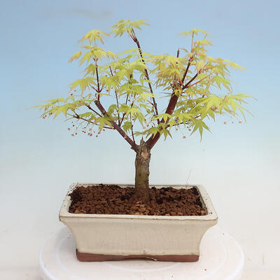 Vonkajší bonsai - Acer pal. Sango Kaku - Javor dlanitolistý - 4