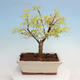 Vonkajší bonsai - Acer pal. Sango Kaku - Javor dlanitolistý - 4/4