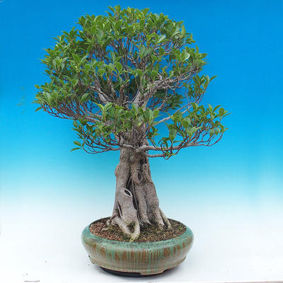 Izbová bonsai - Ficus kimmen - malolistá fikus - 4