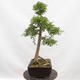 Vonkajší bonsai - Hloh - Crataegus monogyna - 4/6