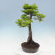 Vonkajší bonsai -Javor dlaňovitolistý Acer palmatum Shishigashira - 4/7