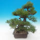 Pinus thunbergii - borovica thunbergova - 4/5