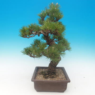 Pinus thunbergii - borovica thunbergova - 4