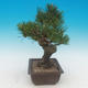 Pinus thunbergii - borovica thunbergova - 4/4