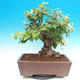 Vonkajší bonsai -Maloplodá jabloň - Malus halliana - 4/7