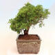 Vonkajší bonsai - Juniperus chinensis Itoigawa -Jalovec čínsky - 4/5