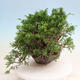 Vonkajší bonsai - Juniperus chinensis Itoigawa -Jalovec čínsky - 4/5