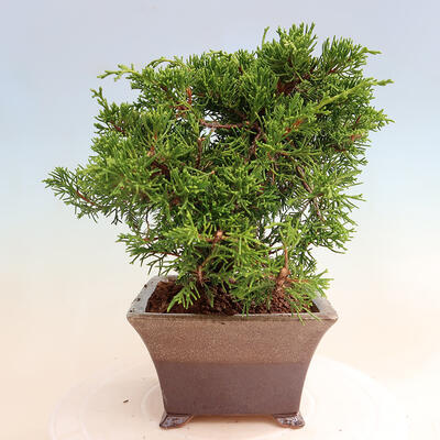 Vonkajší bonsai - Juniperus chinensis Itoigawa -Jalovec čínsky - 4