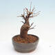 Vonkajšie bonsai - Javor Buergerianum - Javor Burgerův - 4/5