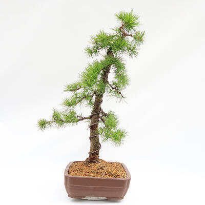 Vonkajší bonsai -Larix decidua - Smrekovec opadavý - Len paletová preprava - 4