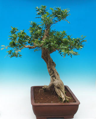 Izbová bonsai- Muraya paniculata - 4
