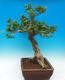 Izbová bonsai- Muraya paniculata - 4/6