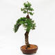 Vonkajší bonsai -Larix decidua - Smrekovec opadavý - Len paletová preprava - 4/4