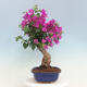 Izbová bonsai - Bouganwilea - 4/7