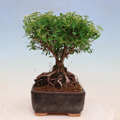 Vonkajší bonsai -malolistý tavoľník - Spiraea japonica MAXIM - 4