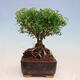 Vonkajší bonsai -malolistý tavoľník - Spiraea japonica MAXIM - 4/4