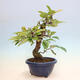 Vonkajšie bonsai - Pseudocydonia sinensis - Kdoloň čínska - 4/6