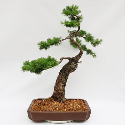 Vonkajší bonsai -Larix decidua - Smrekovec opadavý - Len paletová preprava - 4