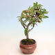 Vonkajší bonsai -Malus halliana - Maloplodé jabloň - 4/7