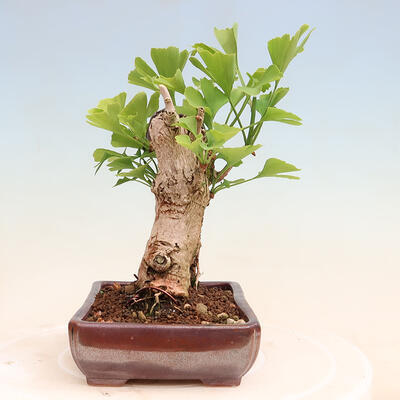 Vonkajší bonsai - Jinan dvojlaločný - Ginkgo biloba - 4