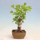 Vonkajší bonsai - Jinan dvojlaločný - Ginkgo biloba - 4/4