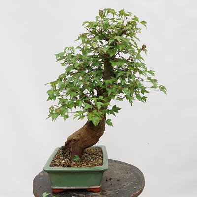 Vonkajší bonsai - Javor Burgerov - Acer Burgerianum - LEN PALETOVÁ PREPRAVA - 4