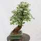 Vonkajší bonsai - Javor Burgerov - Acer Burgerianum - LEN PALETOVÁ PREPRAVA - 4/5
