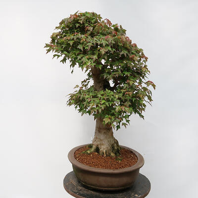 Vonkajší bonsai - Javor Burgerov - Acer Burgerianum - LEN PALETOVÁ PREPRAVA - 4