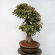 Vonkajší bonsai - Javor Burgerov - Acer Burgerianum - LEN PALETOVÁ PREPRAVA - 4/5