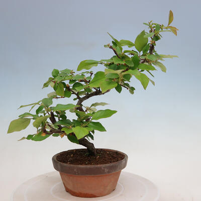 Vonkajšie bonsai - Pseudocydonia sinensis - Duloň čínska - 4