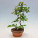 Vonkajšie bonsai - Pseudocydonia sinensis - Duloň čínska - 4/4