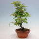 Vonkajšie bonsai - Pseudocydonia sinensis - Duloň čínska - 4/5