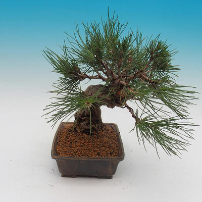 Pinus thunbergii - borovica thunbergova - 4