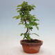 Vonkajšie bonsai - Pseudocydonia sinensis - Duloň čínska - 4/4