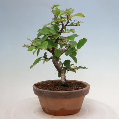 Vonkajšie bonsai - Pseudocydonia sinensis - Duloň čínska - 4