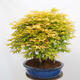 Vonkajší bonsai - Acer palmatum Aureum - Javor dlanitolistý zlatý-lesík - 4/4