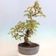 Vonkajšie bonsai - Pseudocydonia sinensis - Kdoloň čínska - 4/6
