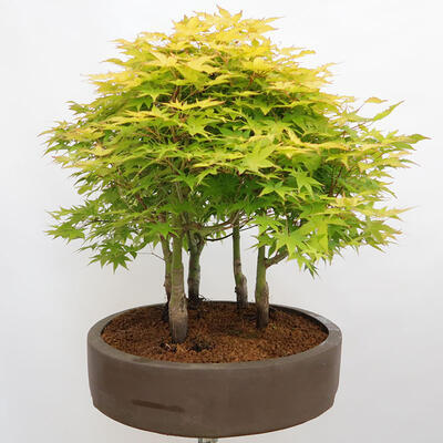 Vonkajší bonsai - Acer palmatum Aureum - Javor dlanitolistý zlatý-lesík - 4