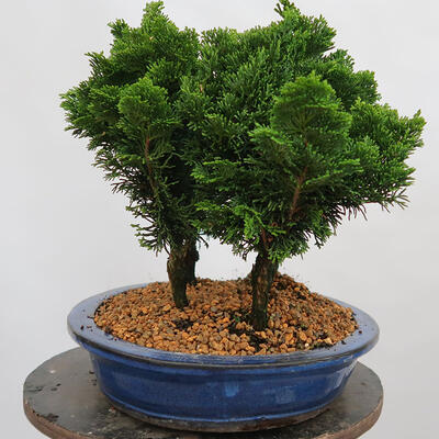 Vonkajší bonsai - Cham.pis obtusa Nana Gracilis - Cyprus-lesík - 4